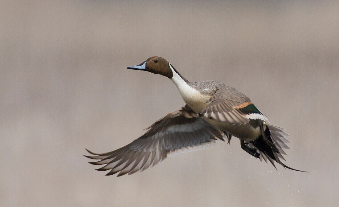 Northern pintail drake taking flight