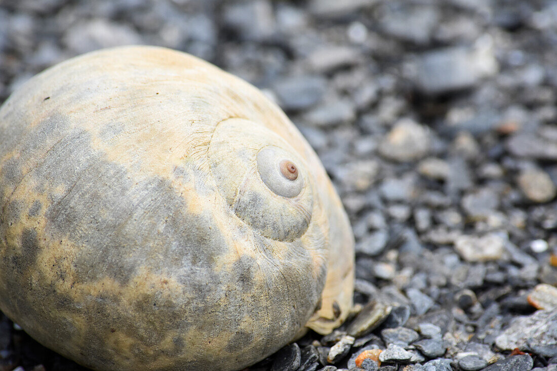 Alaska, Ketchikan, Mondschneckenhaus am Strand