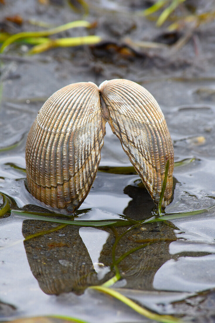 Alaska, Ketchikan, cockle shell on beach.