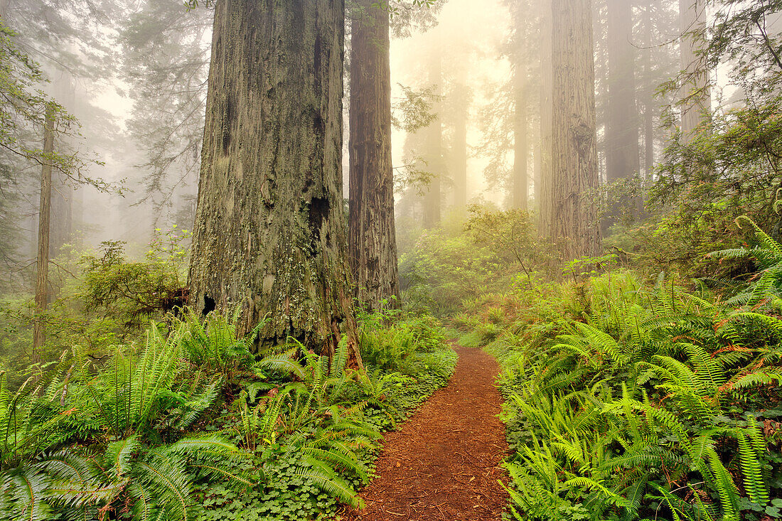 Fußweg durch Redwood-Bäume und Pacific Rhododendron im Nebel, Redwood National Park, Kalifornien, Damnation Trail.