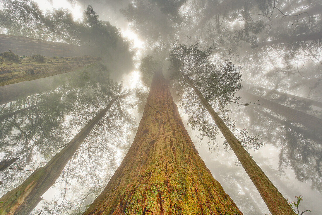 Fisheye-Ansicht himmelwärts von Redwood-Bäumen im Nebel. Redwood-Nationalpark, Kalifornien