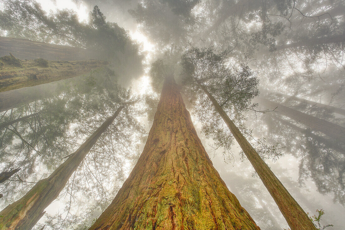 Fisheye view skyward of Redwood trees in fog. Redwood National Park, California