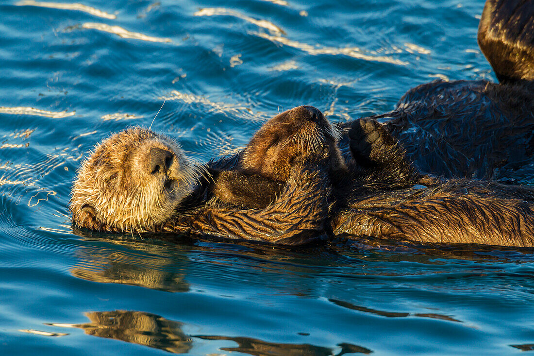USA, California, Morro Bay. Sea otter parent and pup
