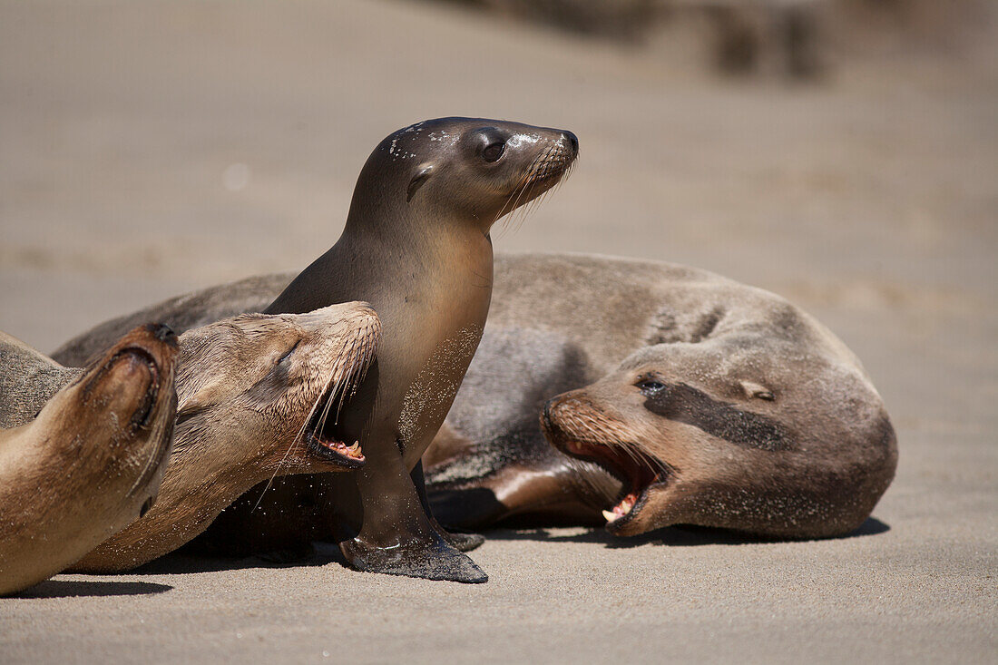 USA, Kalifornien, La Jolla. Seelöwenbaby mit Jugendlichen am Strand