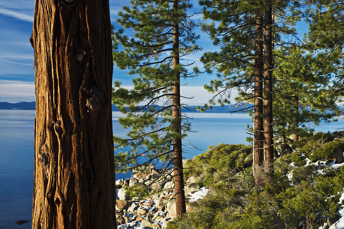 USA, Nevada, Lake Tahoe. Ponderosa pines on lake shore