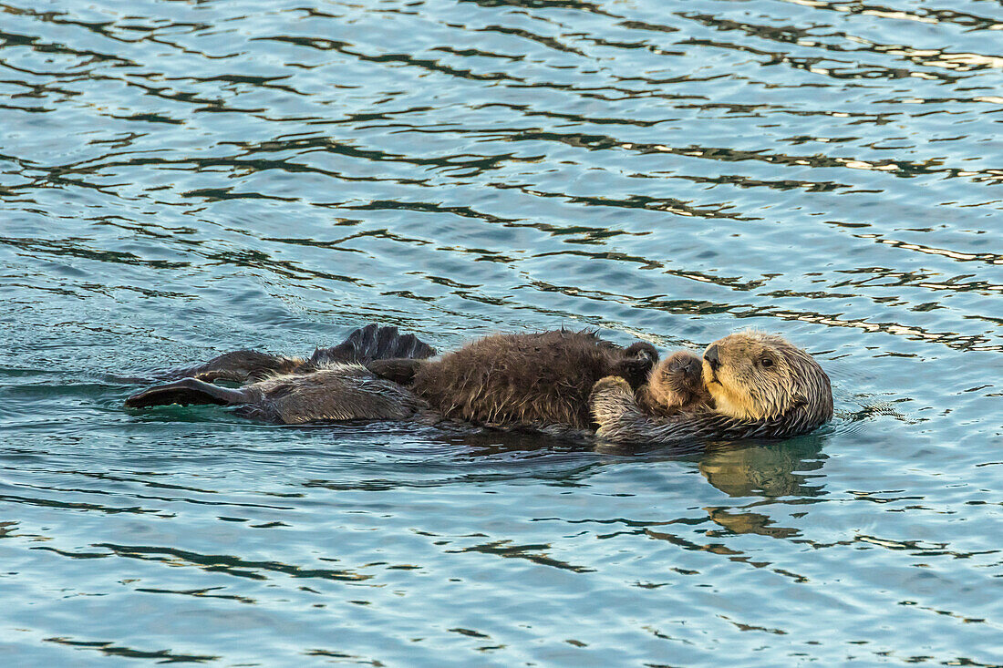 USA, California, San Luis Obispo County. Sea otter mom and pup