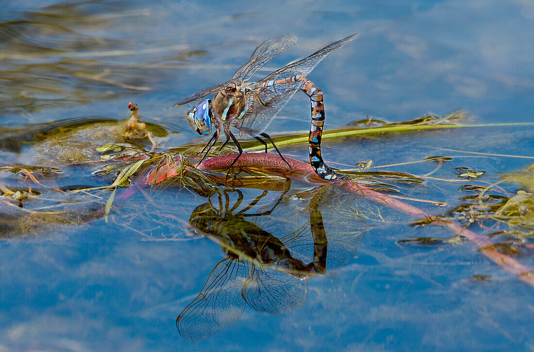 USA, Kalifornien, Lassen County. Weibliche California Darner legt Eier auf Pflanze im Bach.