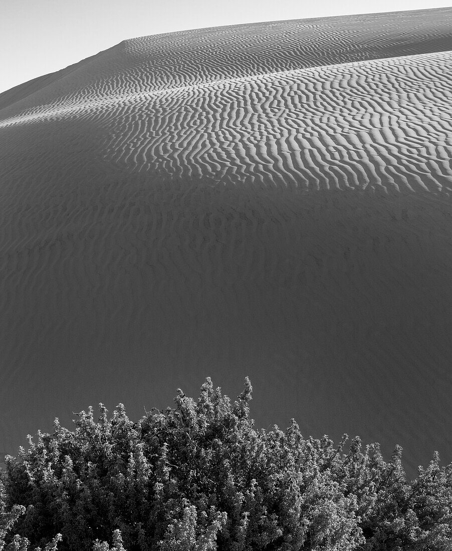 The sand dunes of Pismo Beach, California, black and white