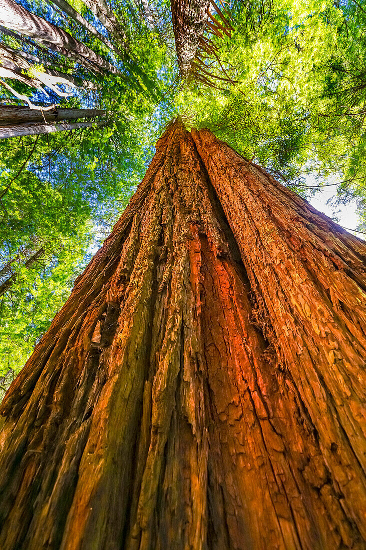 Grüner hoch aufragender Baum, Redwoods National Park, Newton B Drury Drive, Crescent City, Kalifornien. Höchste Bäume der Welt, Tausende von Jahren alt.