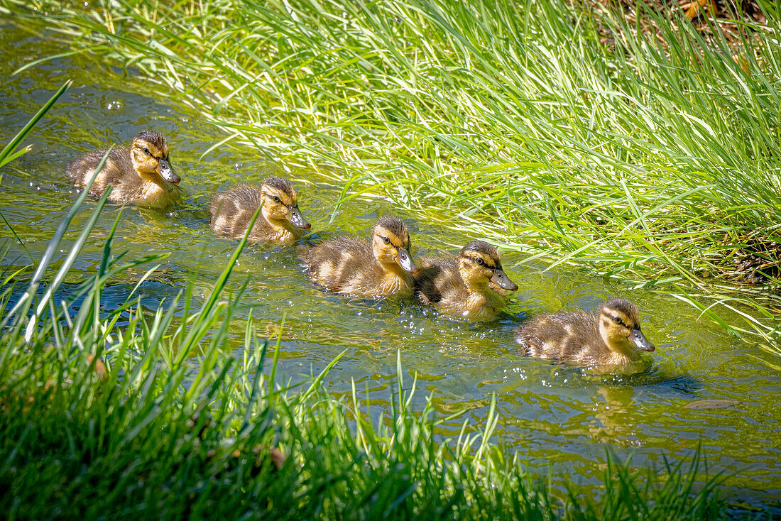 USA, Colorado, FortCollins. Stockentenküken schwimmen im Strom.