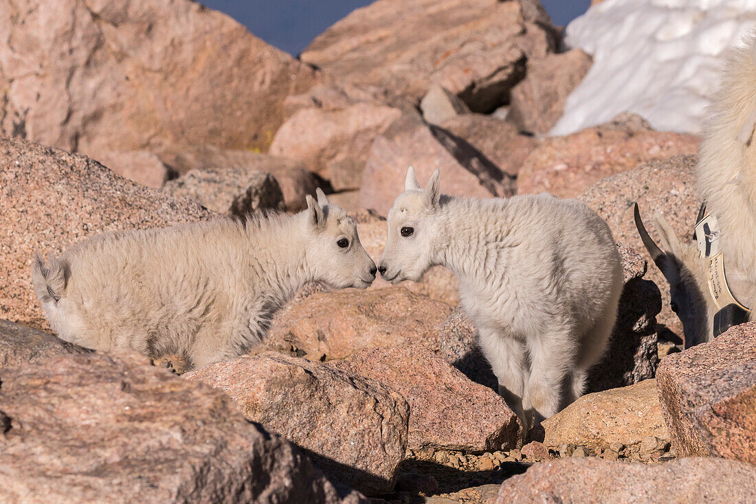 USA, Colorado, Mount Evans. Gruss von Bergziegenkindern