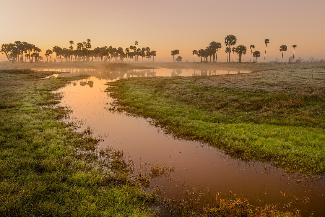 Sable Palms Silhouette bei Sonnenaufgang auf dem Econlockhatchee River, einem Blackwater Nebenfluss des St. Johns River, in der Nähe von Orlando, Florida