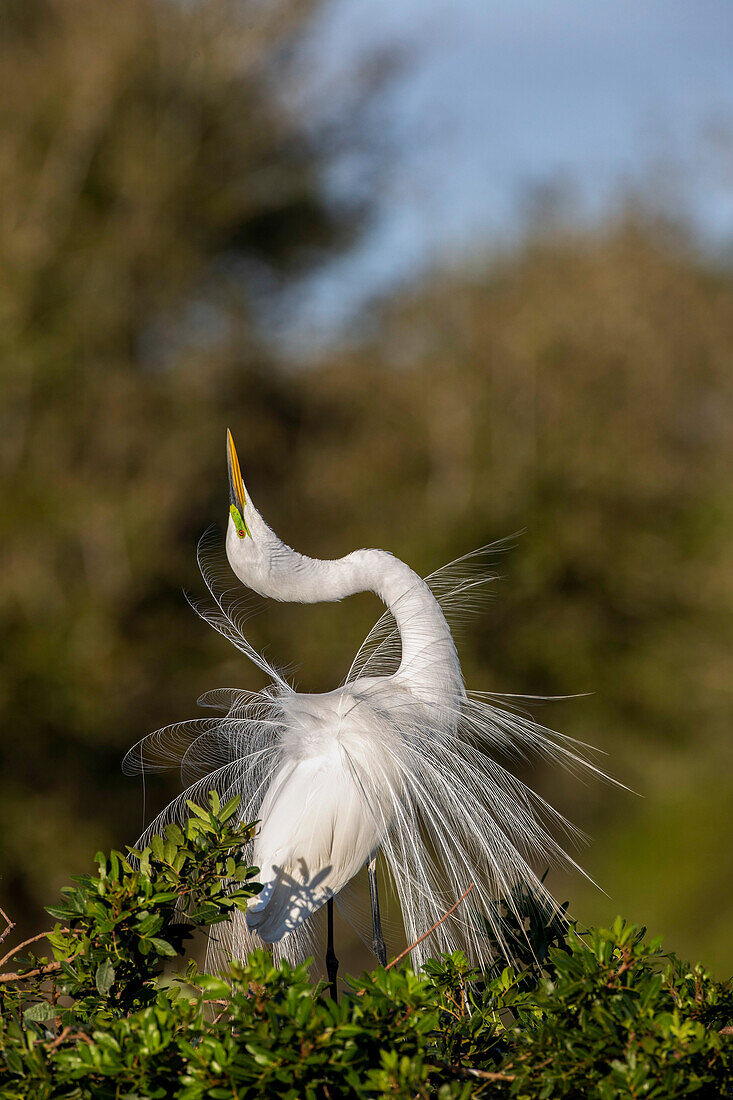 Great egret in courtship display in full breeding plumage, Venice rookery, Venice, Florida