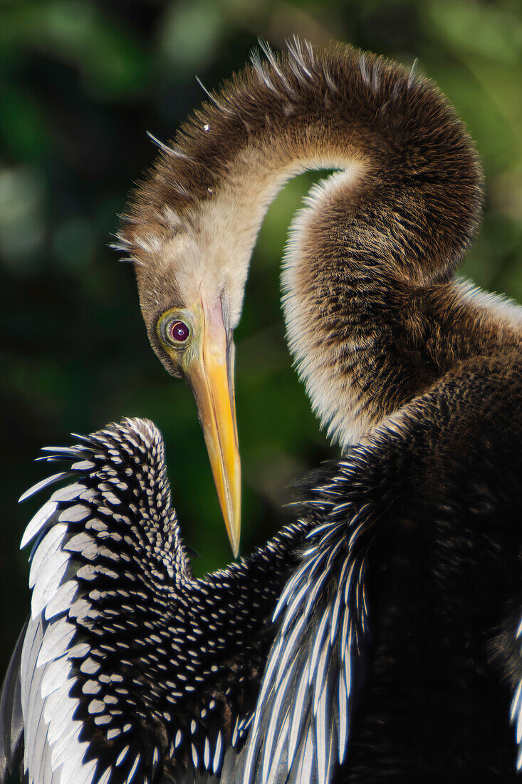 Anhinga putzen. Florida