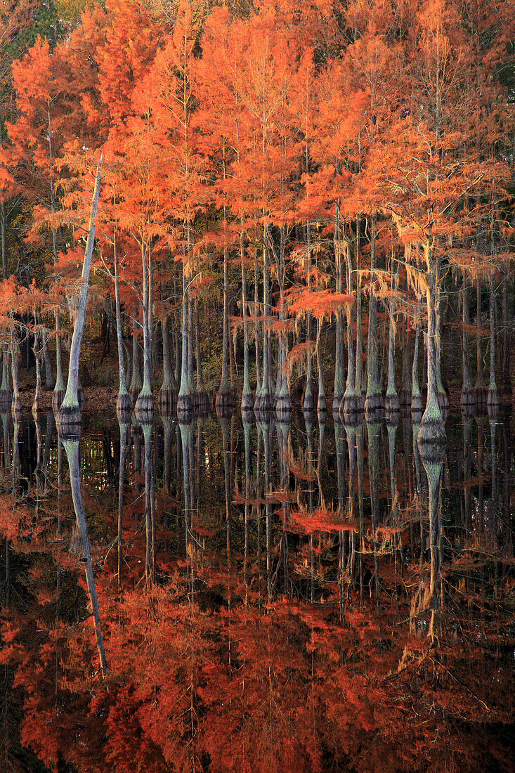 USA, Georgia, Cypress trees with reflections in the fall.