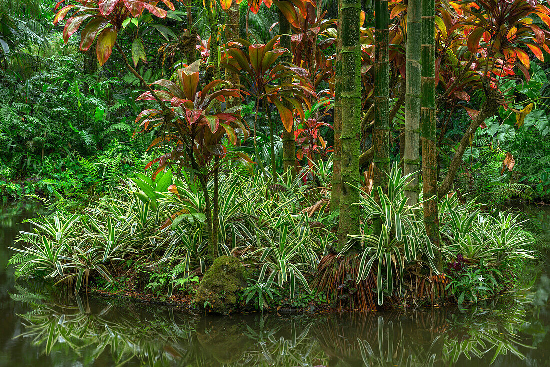 USA, Hawaii, Big Island of Hawaii. Hawaii Tropical Botanical Gardens, Bamboo grows on an island in Lily Lake.