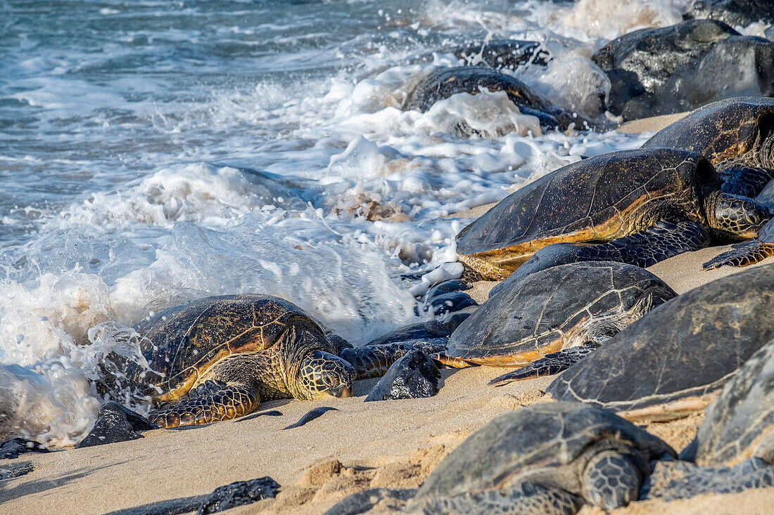 Grüne Meeresschildkröten, Maui, Hawaii, USA.