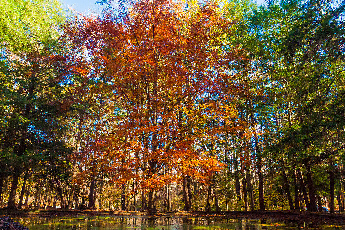 Herbstlaubreflexion im Seewasser