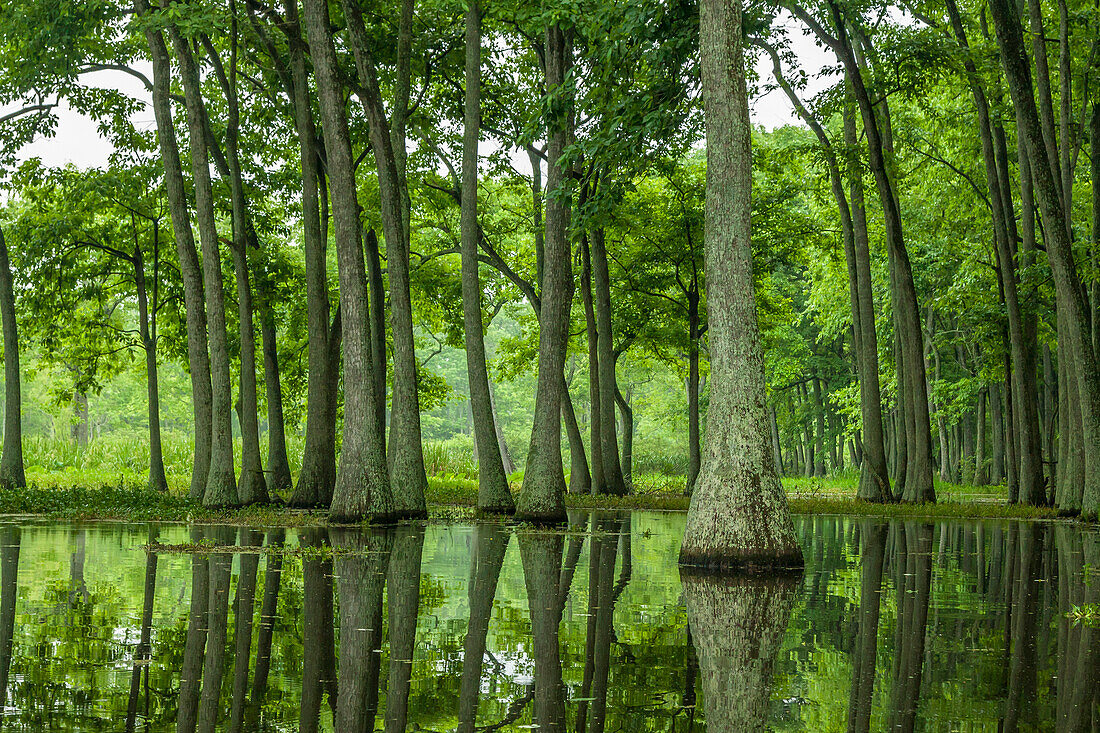 USA, Louisiana, Millers Lake. Tupelo-Bäume spiegeln sich im See wider