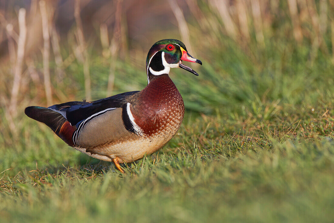 Wood duck drake, Kentucky