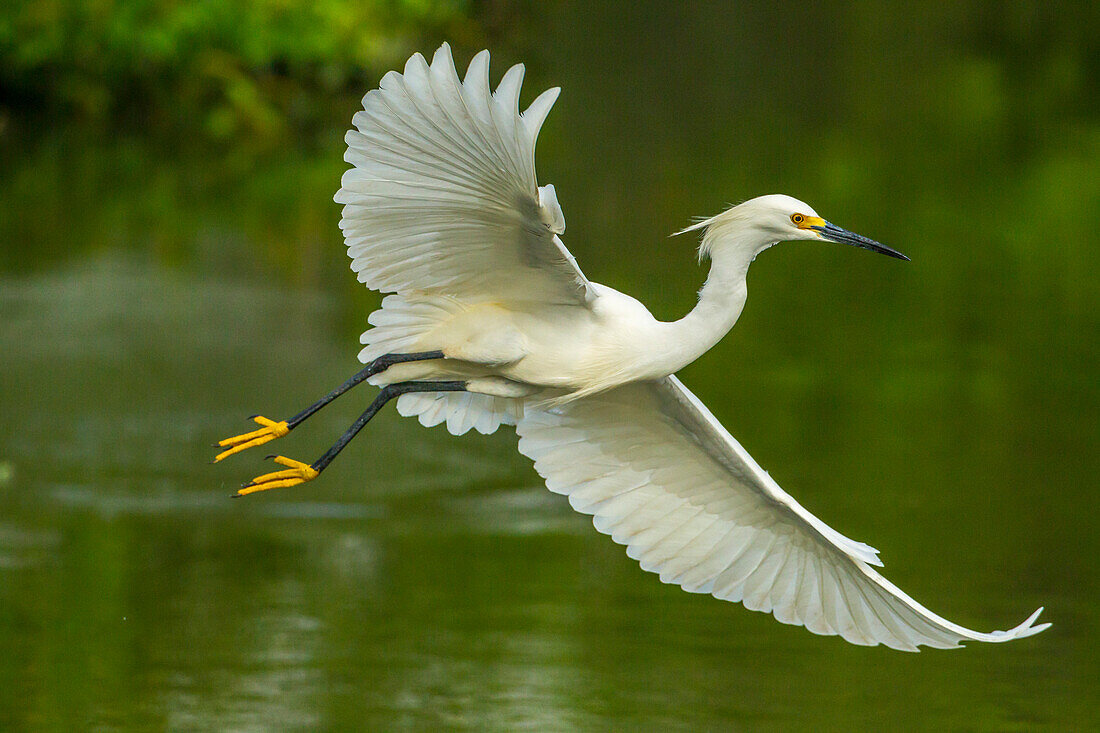 USA, Louisiana, Jefferson Island. Snowy egret in flight over lake