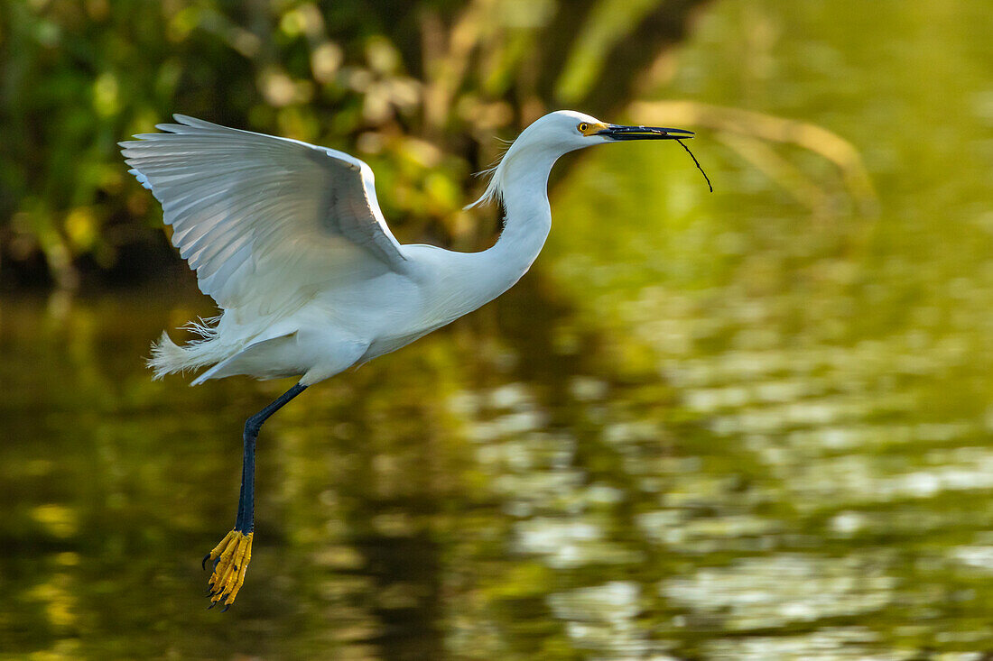 USA, Louisiana, Jefferson Island. Flying snowy egret brings stick to build nest.
