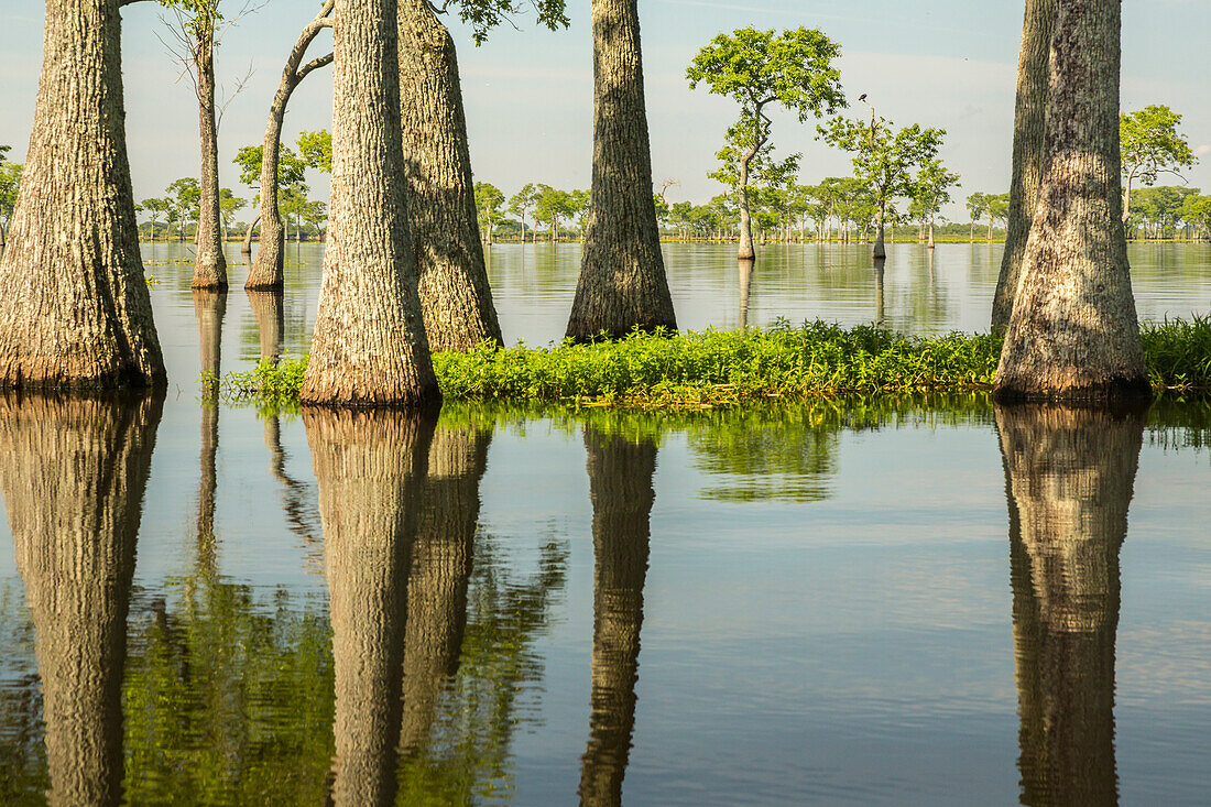 USA, Louisiana, Miller's Lake. Tupelo trees in lake
