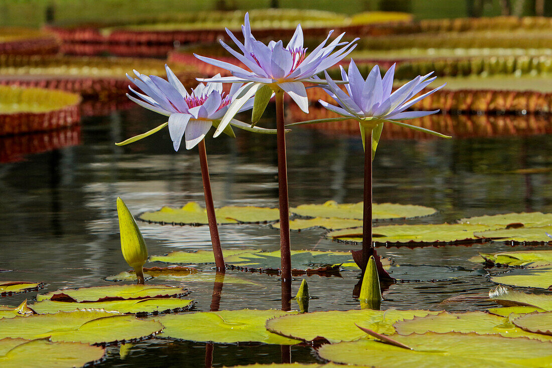 Seerose und Seerosenblätter, Como Park Zoo and Conservatory, Minneapolis, Minnesota