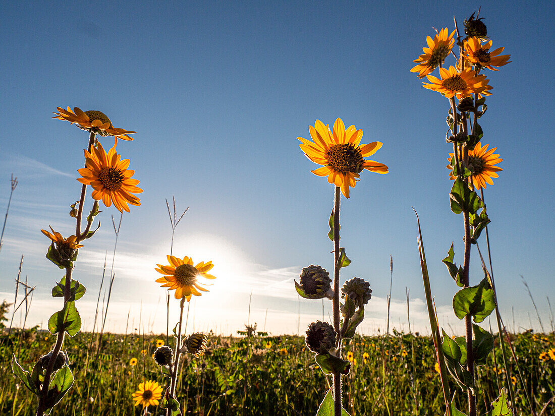 Ashy sunflower, just before sunset, prairie, Tzi-Sho Natural Area, Prairie State Park, Missouri
