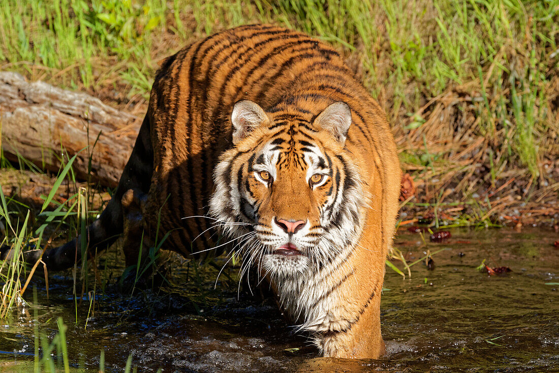 USA, Montana. Sibirischer Tiger in kontrollierter Umgebung