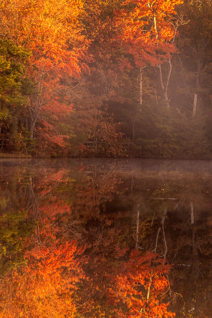 USA, New Jersey, Belleplain State Forest. Autumn tree reflections on lake