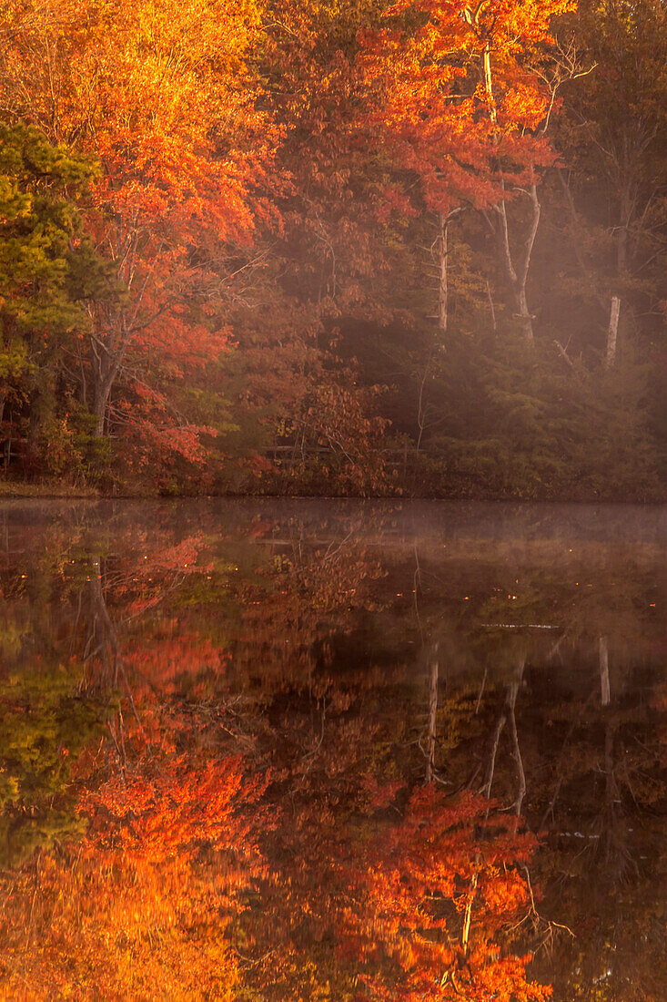 USA, New Jersey, Belleplain State Forest. Herbstbaumreflexionen auf See