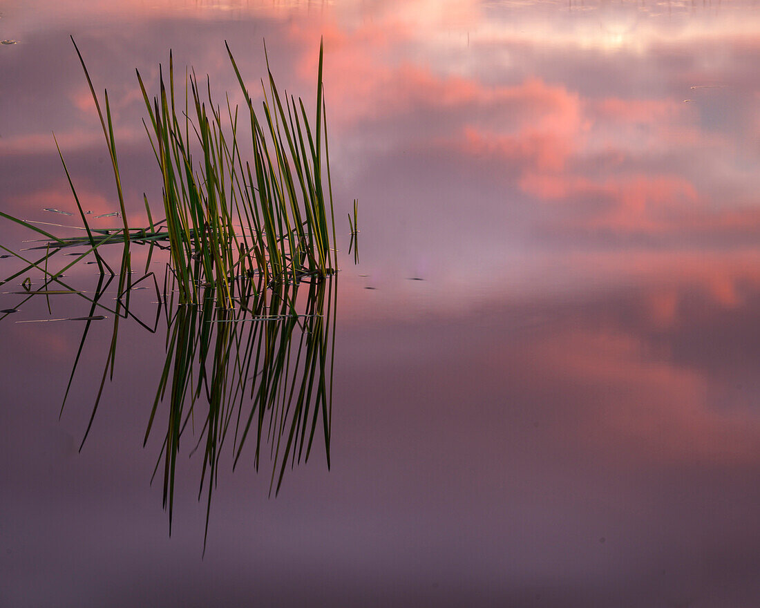 USA, New Jersey, Pine Barrens. Sunset on lake reeds