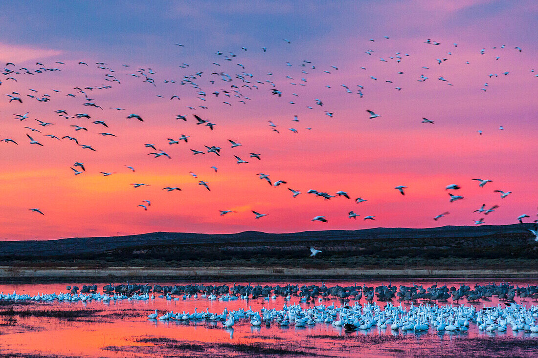 USA, New Mexico, Bosque Del Apache National Wildlife Refuge. Snow geese at sunset