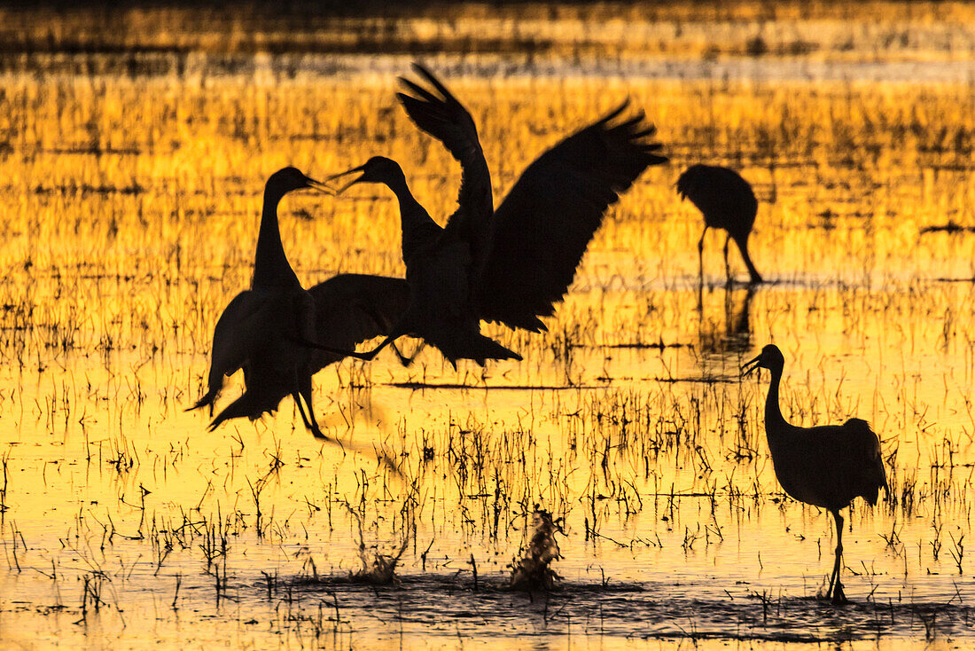 USA, New Mexico, Bosque del Apache National Wildlife Refuge. Sandhill cranes backlit at sunset