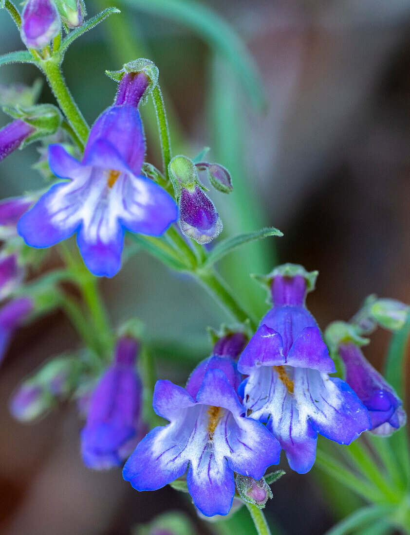 USA, New Mexico, Sandia Mountains. Penstemon blossoms.