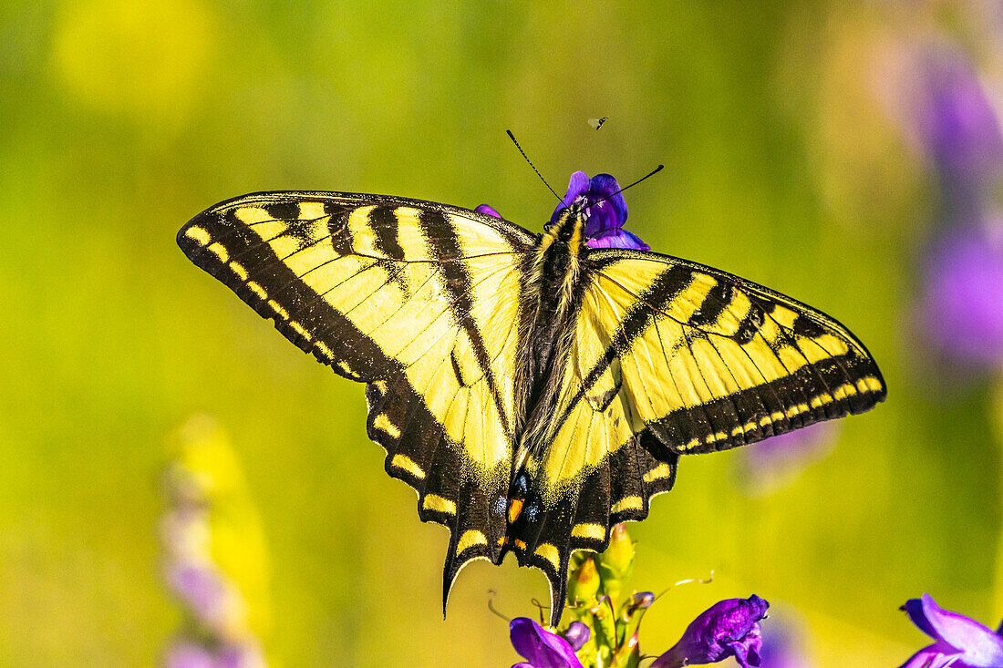 USA, New Mexico, Sandia Mountains. Western tiger swallowtail butterfly on penstemon blossoms.