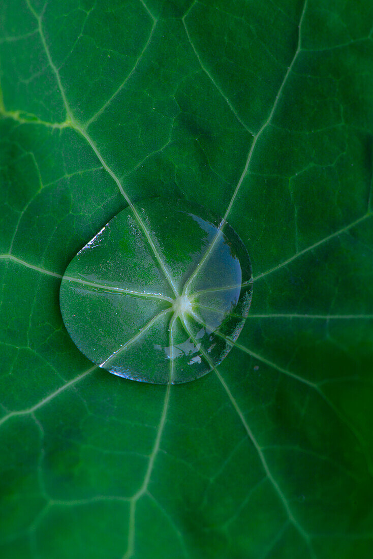 USA, Oregon. Morning dew on lupine leaf.