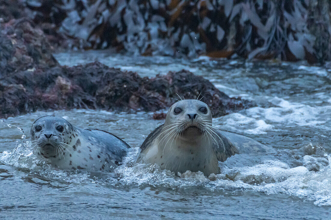 USA, Oregon, Bandon Beach. Harbor seal mother and pup in water.