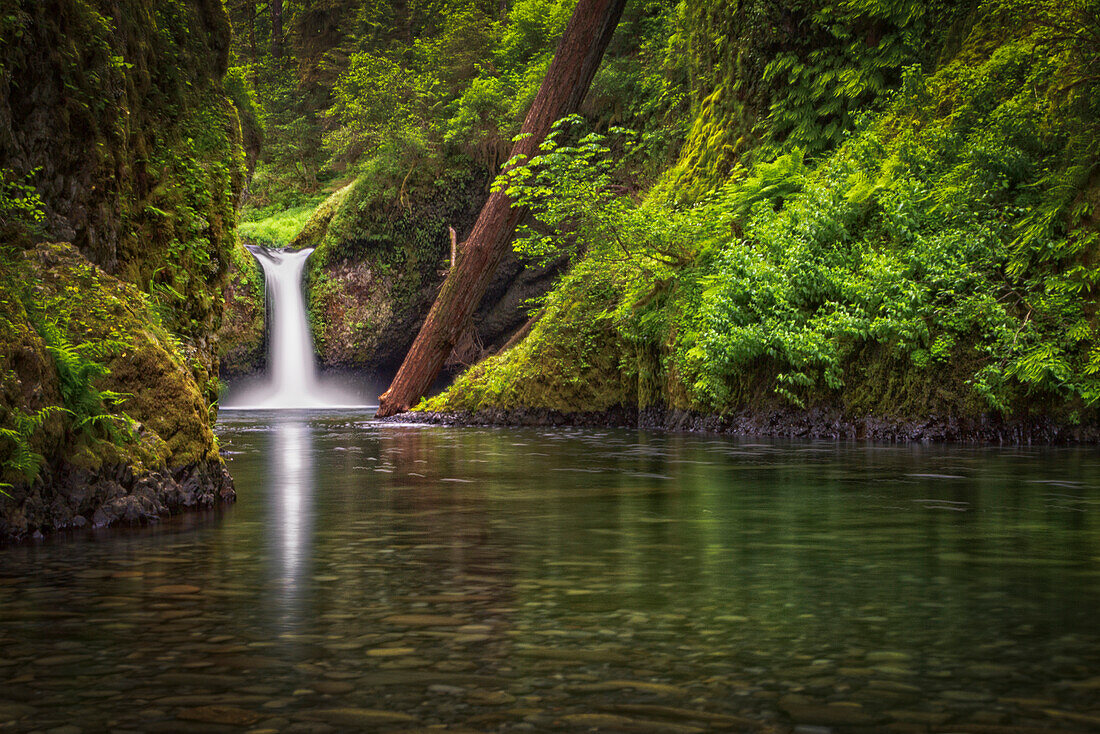 USA, Oregon, Hood River County. Punch Bowl Falls along Eagle Creek in the Columbia River Gorge.