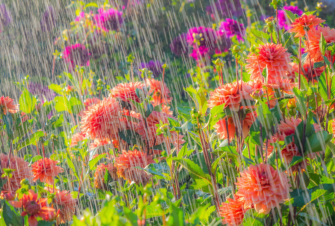 USA, Oregon, Canby, Swam Island Dahlias, water coming down on flowers