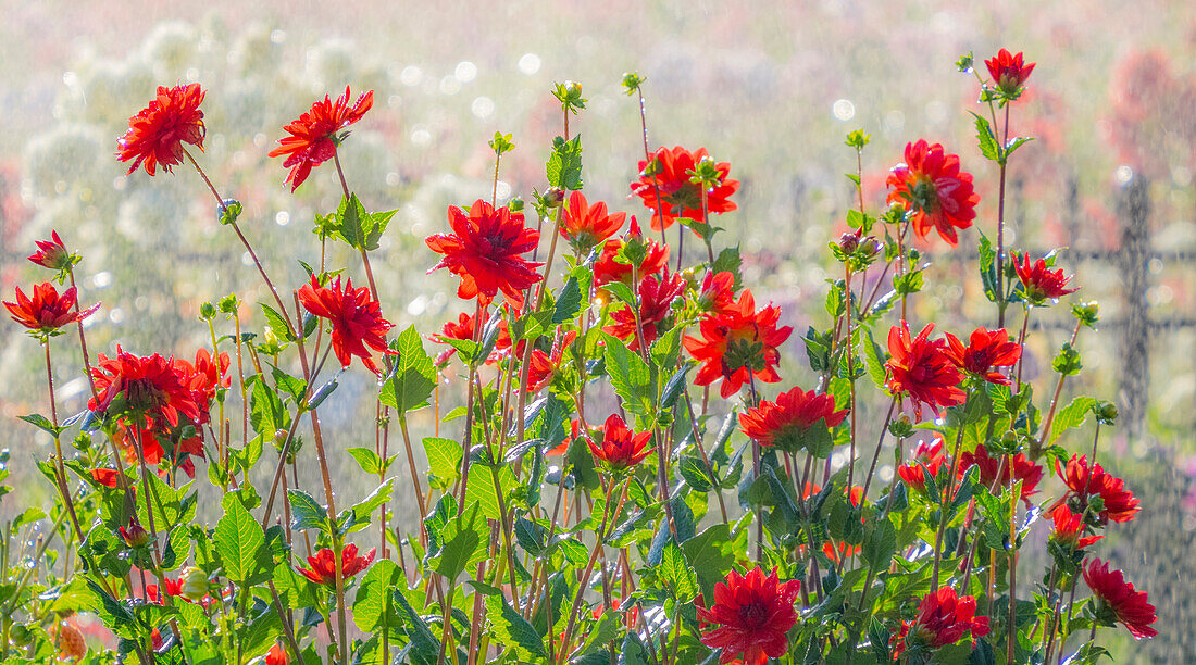 USA, Oregon, Canby, Swam Island Dahlias, water coming down on flowers