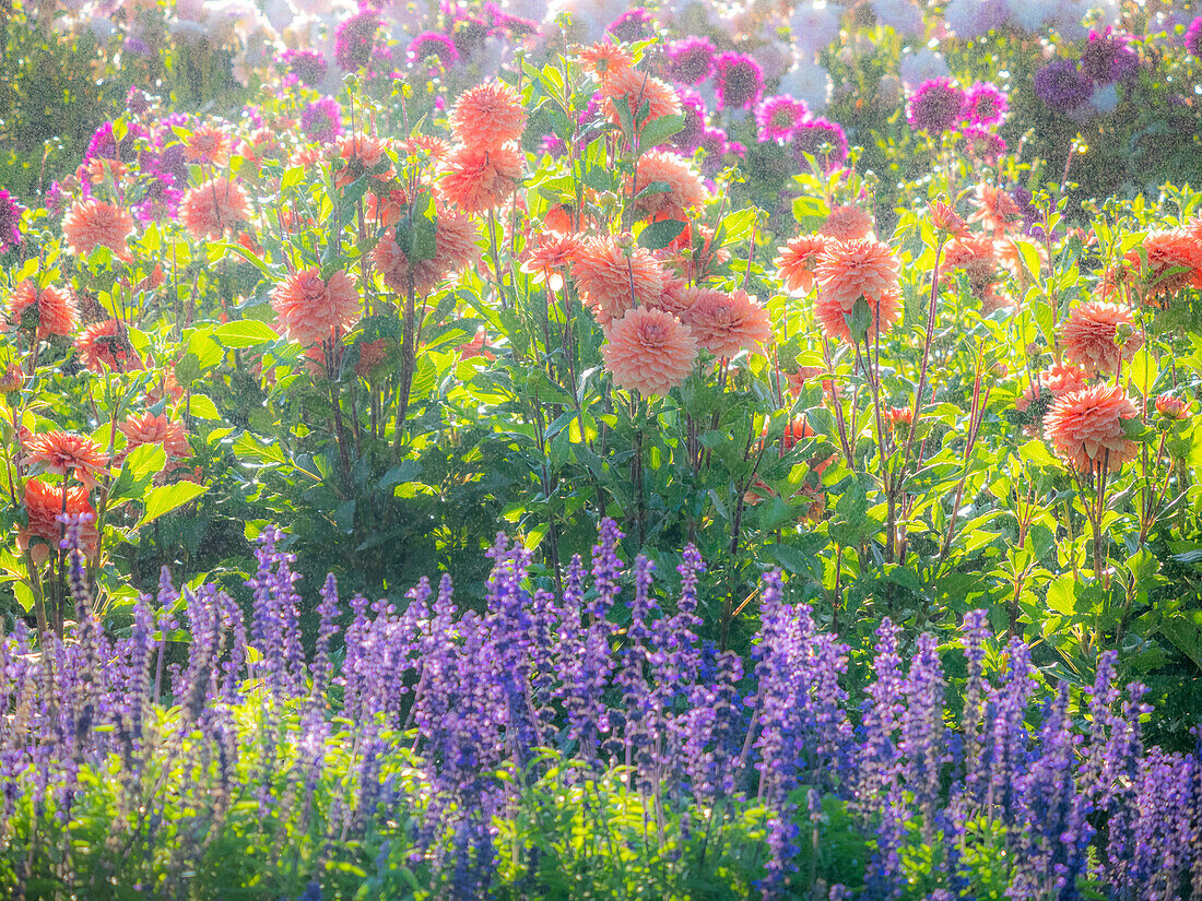 USA, Oregon, Canby, Swam Island Dahlias, water coming down on flowers