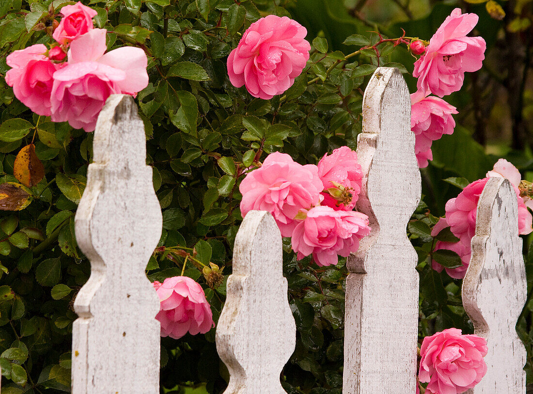 USA, Oregon, Cannon Beach with gardens and white picket fences and pink roses