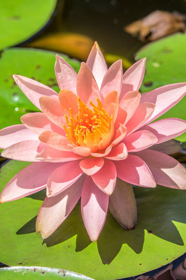 Close-up of pink flower on lily pad.