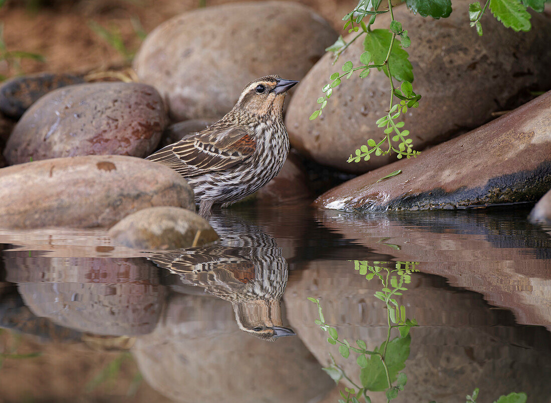 Rotflügelige Amsel. Rio Grande-Tal, Texas