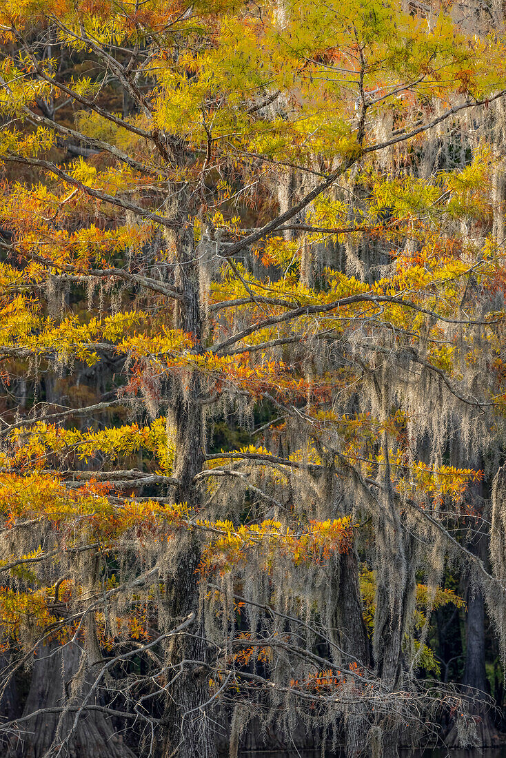 Kahle Zypresse in spanischem Moos mit Herbstfarben drapiert. Caddo Lake State Park, unsicher, Texas