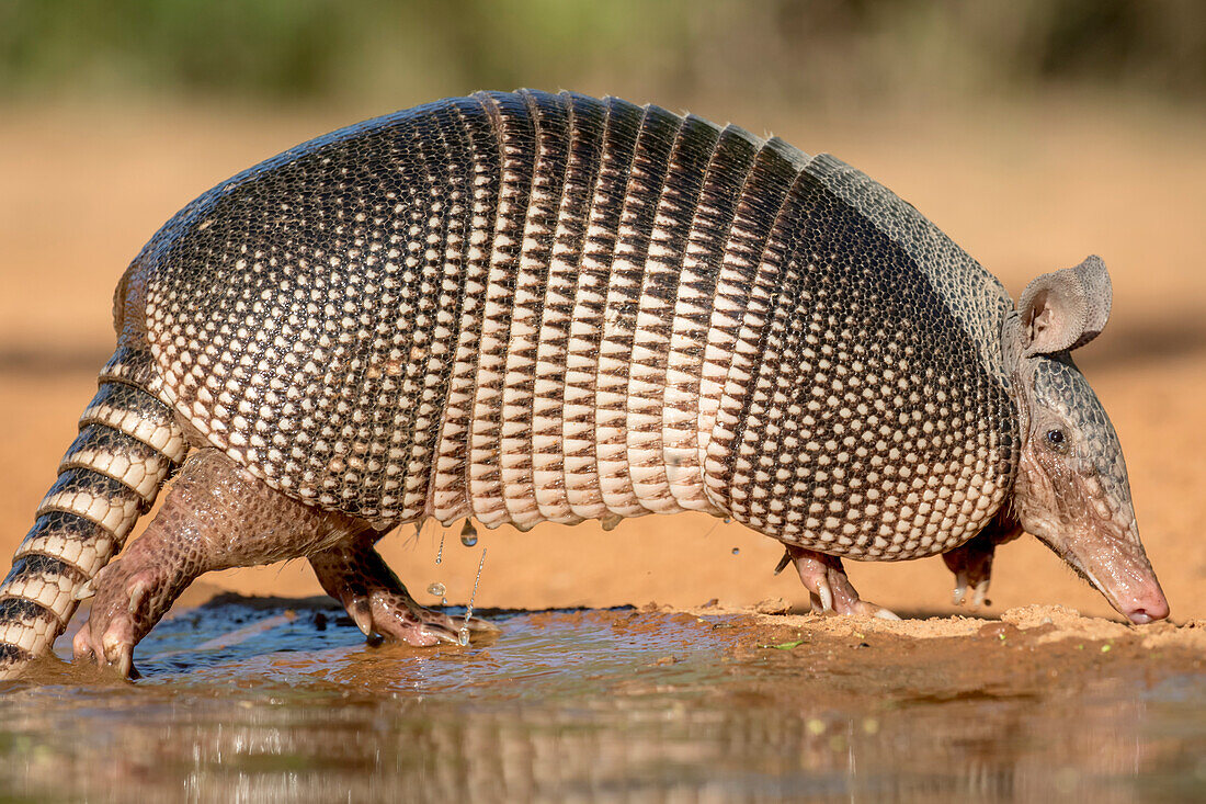 USA, Texas, Gatesville, Santa Clara Ranch. Nine-banded armadillo and water