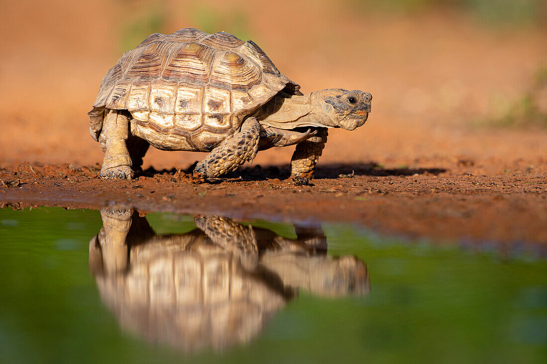 Texas-Schildkröte (Gopherus Berlandieri) zu Fuß.