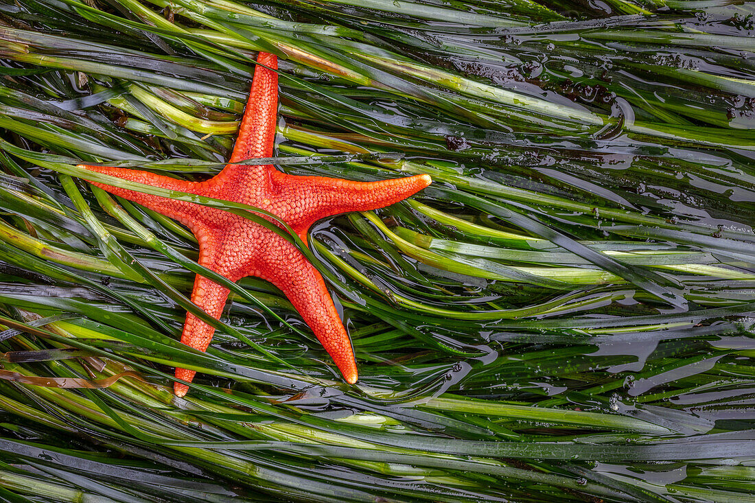 USA, Staat Washington, Erholungsgebiet Salt Creek. Blutstern und nasses Seegras